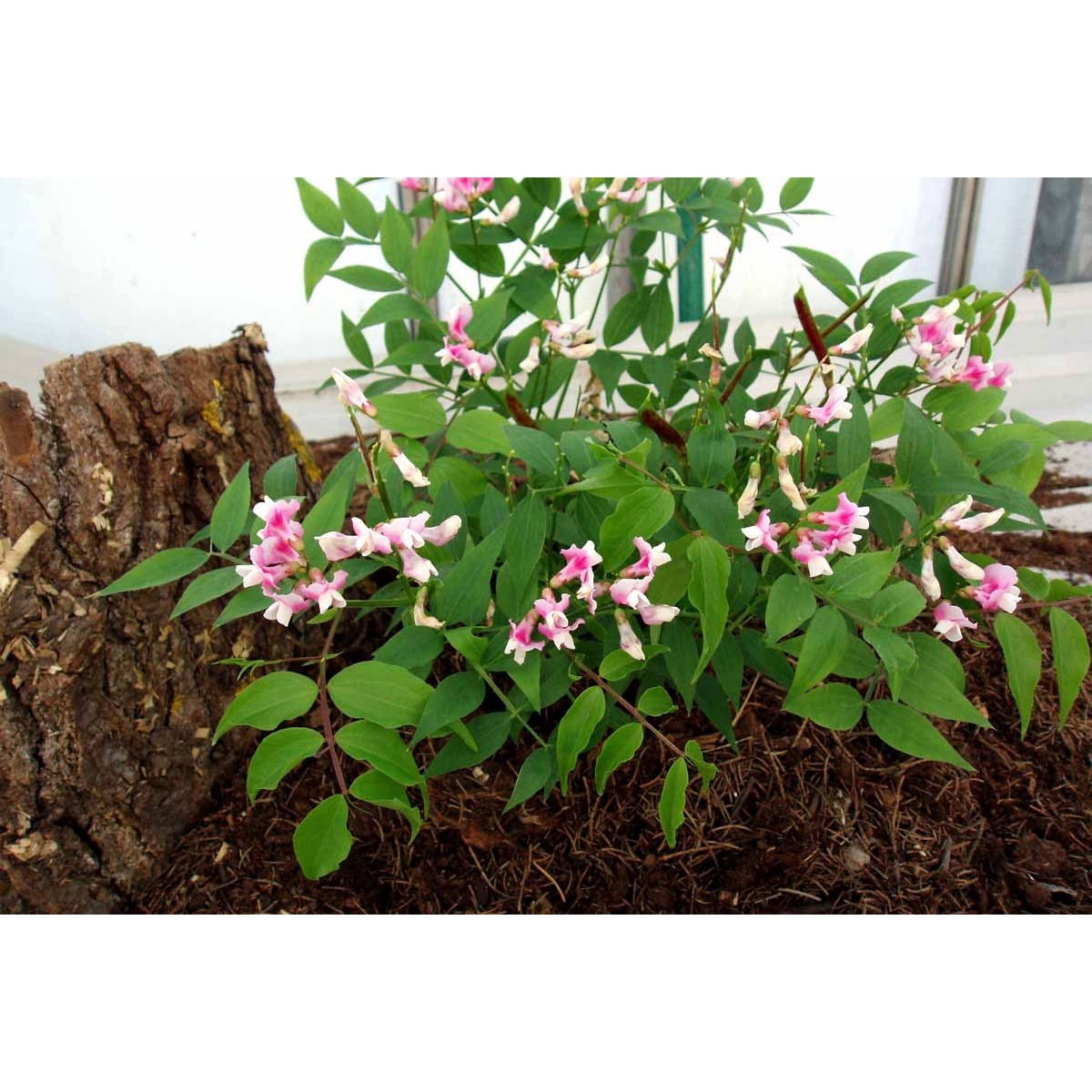 Vår-Fladbælg - Potte 1 liter