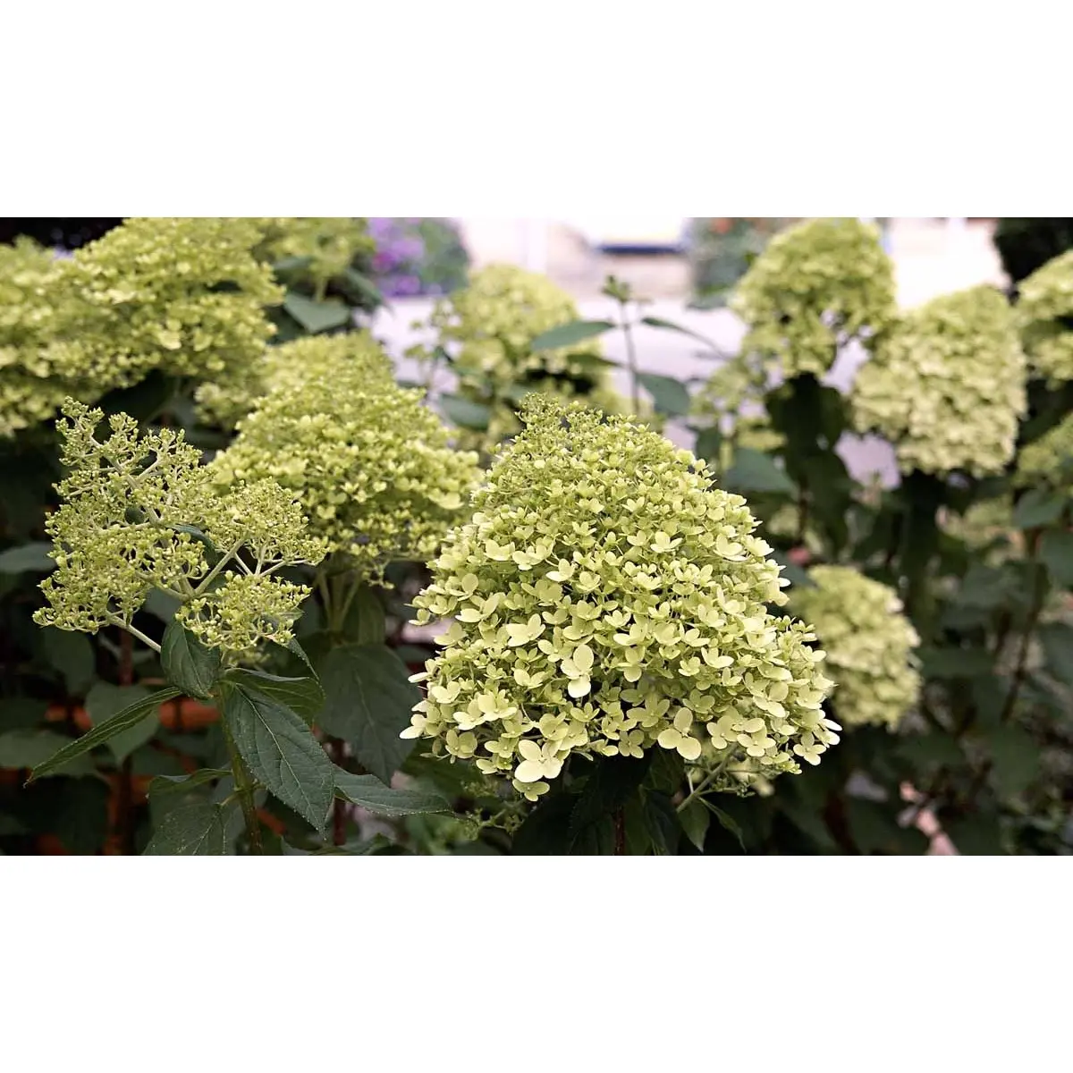 Syrén-Hortensia &apos;Limelight&apos;