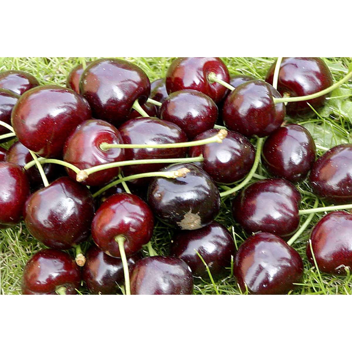 Sød Kirsebær &apos;Lapins&apos; - selvbestøvende