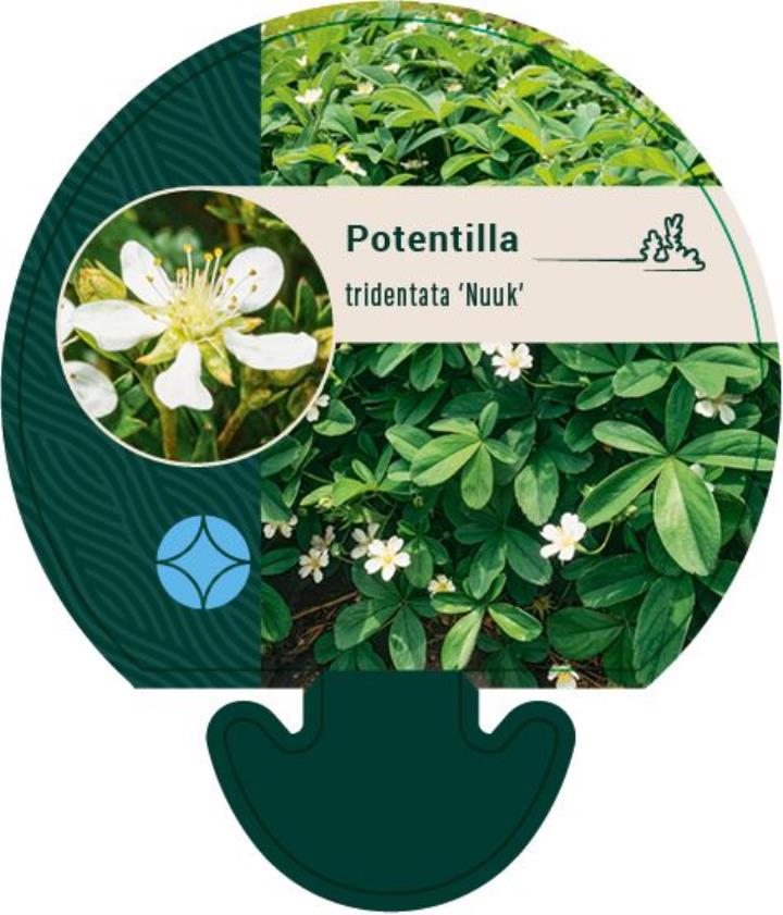 Potentilla 'Nuuk' - Potte 0,8 Liter