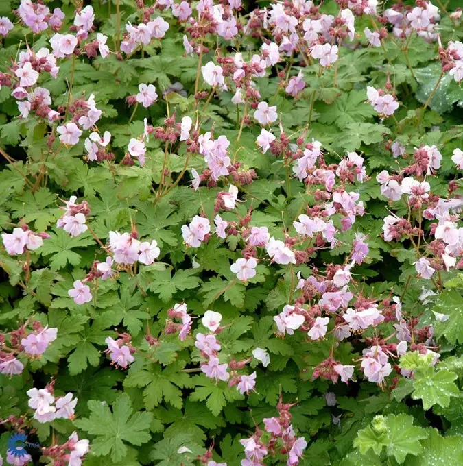 Storrodet Storkenæb 'Ingwersens Variety' - 10 cm. Potte
