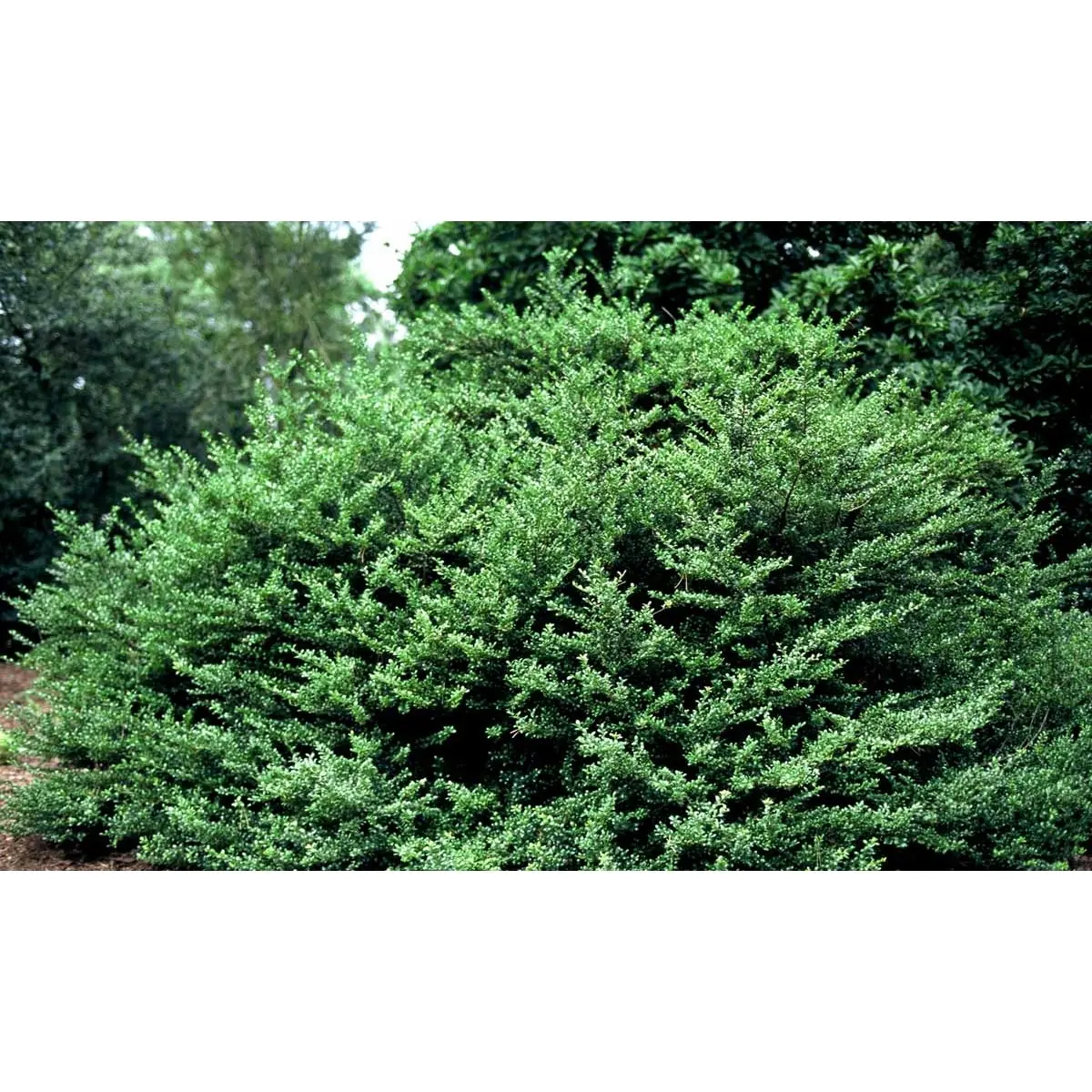 Dværgkristtorn &apos;Convexa&apos;