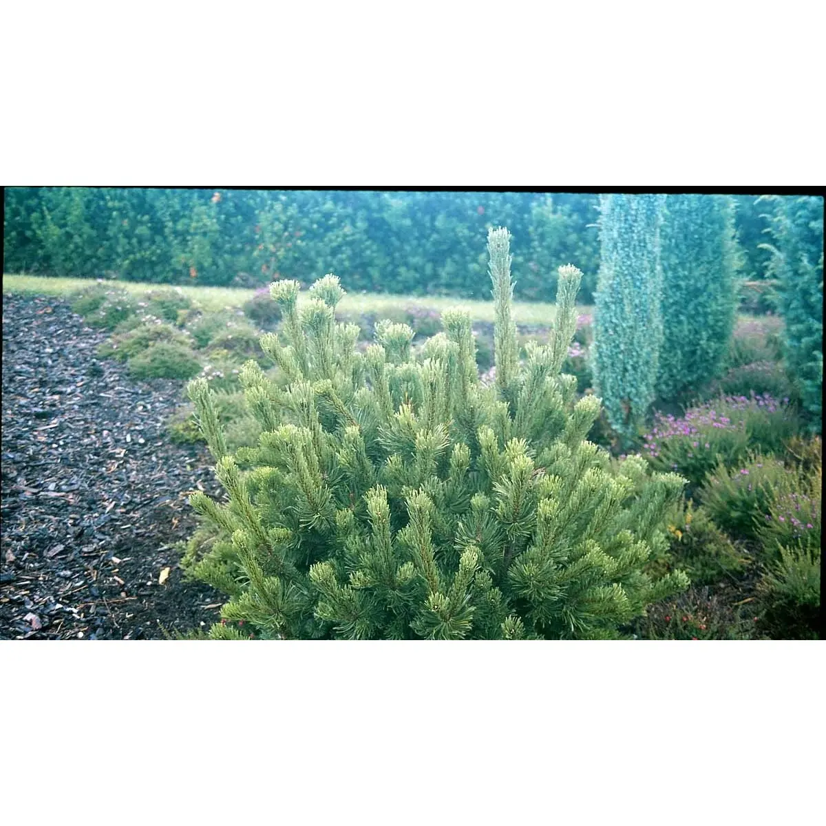 Bjergfyr &apos;Mughus&apos;