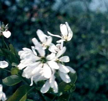 Rundbladet Bærmispel