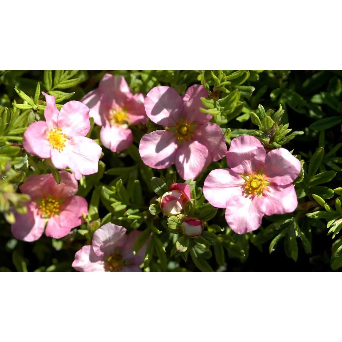 Buskpotentil &apos;Lovely Pink&apos;