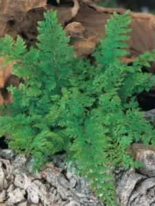 Polystichum setiferum Dahlem, Skjoldbregne Dahlem, Populærnavn:&amp;#160; Skjoldbregne Placering:&amp;#160; Halvskygge til skygge – i humusrig jord. Farve:&amp;#160; grøn Højde:&amp;#160; 50 cm Anvendelse:&amp;#160; Bundplante på fugtige, skyggede arealer