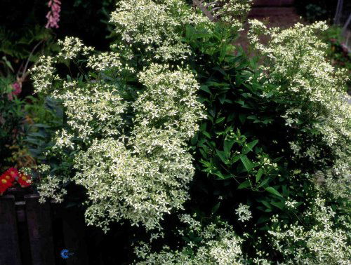 Clematis recta, Staudeklematis, Høj staude, 100 cm Mørkegrønne blade Hvide stjerneformede blomster i lette blomsterstande i juli-august. Dufter. Dekorative dunede frøstande Lyst eller let skygget Snitblomst