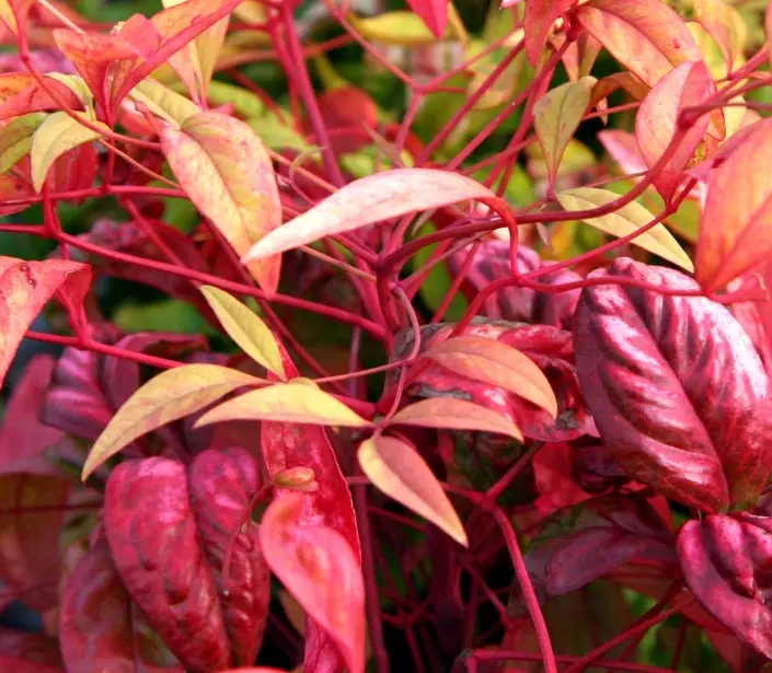 Himmelsk Bambus &apos;Obsessed&apos;