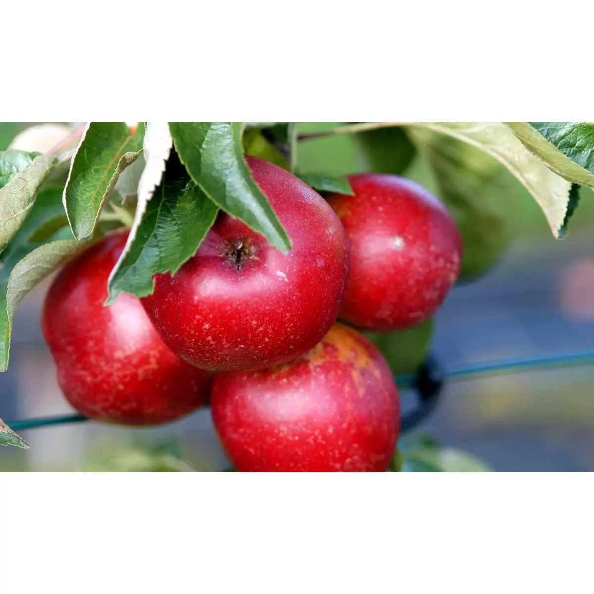 Søjleæble &#39;Polka&#39; - Potte 3,5 liter