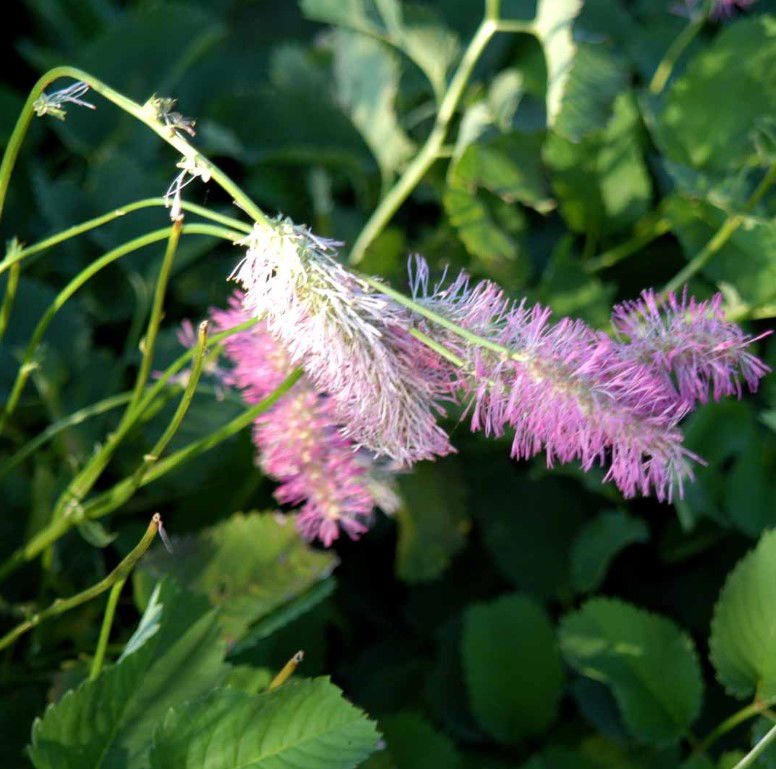 Kvæsurt &apos;Pink Brushes&apos;