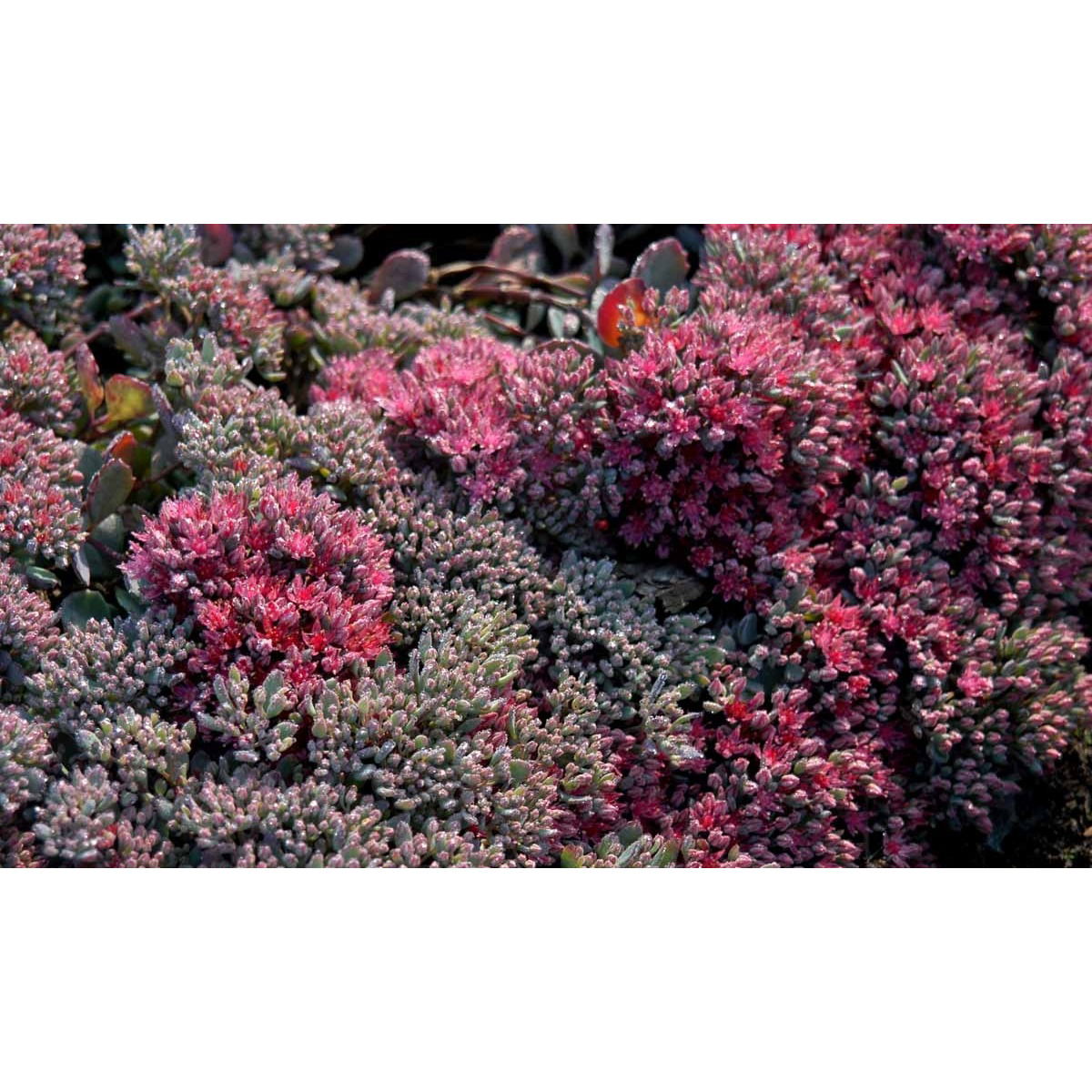 Japansk Stenurt 'Lidakense'