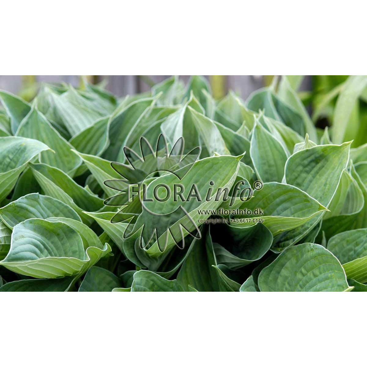 Hosta fortunei Hyacinthina, Funkia Hyacinthina, Lyskrav: halvskygge Farve: mørk lilla Højde: 50/70 cm. Blomstringsmåned: 6-8 Antal pr. m2.: 6