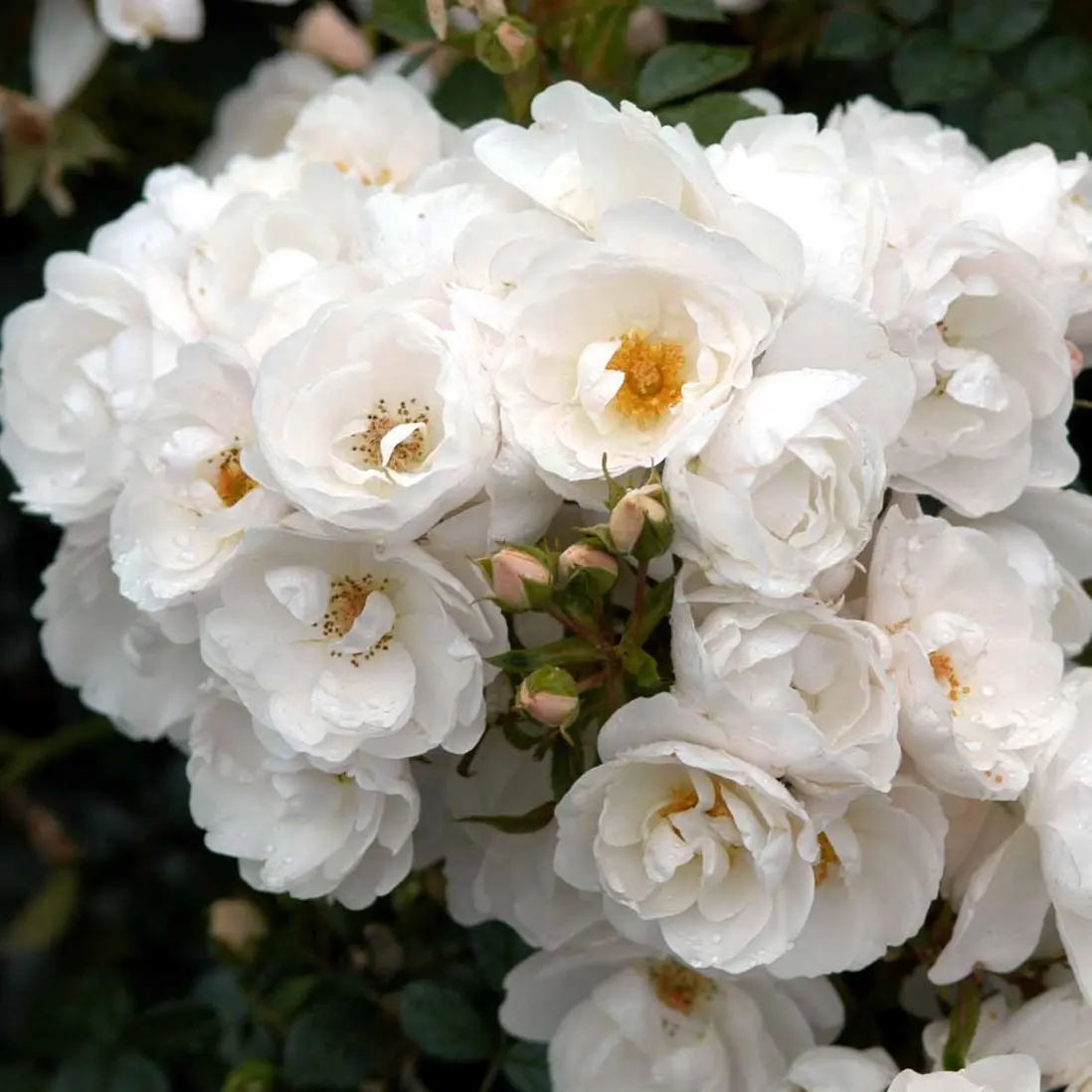 'Diamond Border'Â® - A-Kvalitet,- barrods roser min. 3 grene