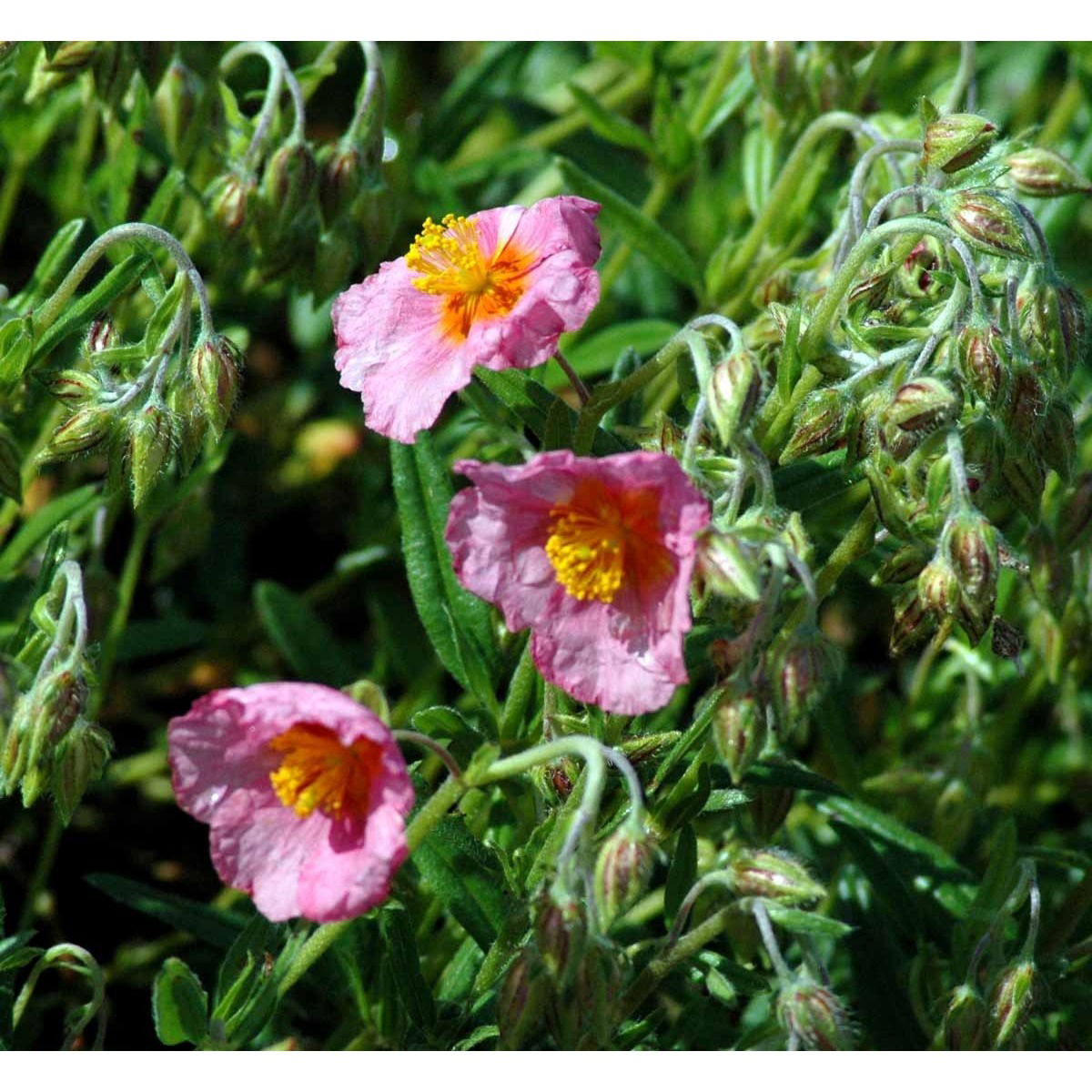 Soløje &apos;Lawrensons Pink&apos;
