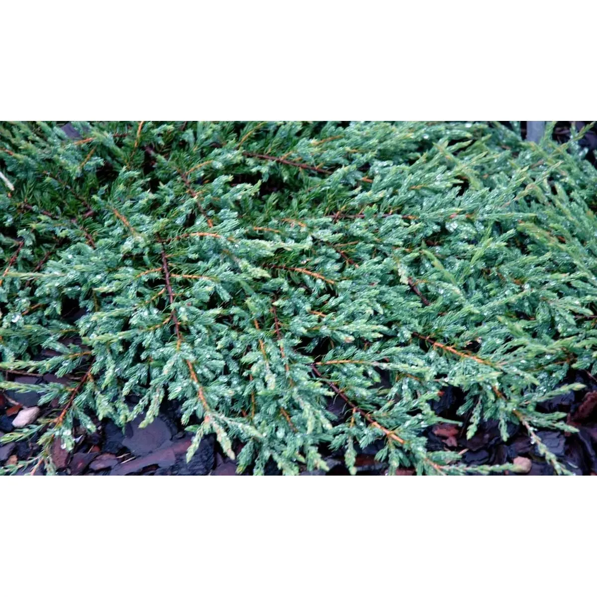 Almindelig Enebær &apos;Repanda&apos;