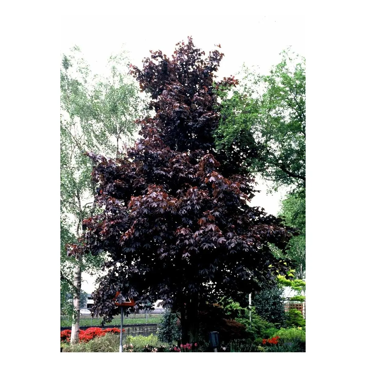 Rødbladet Spidsløn