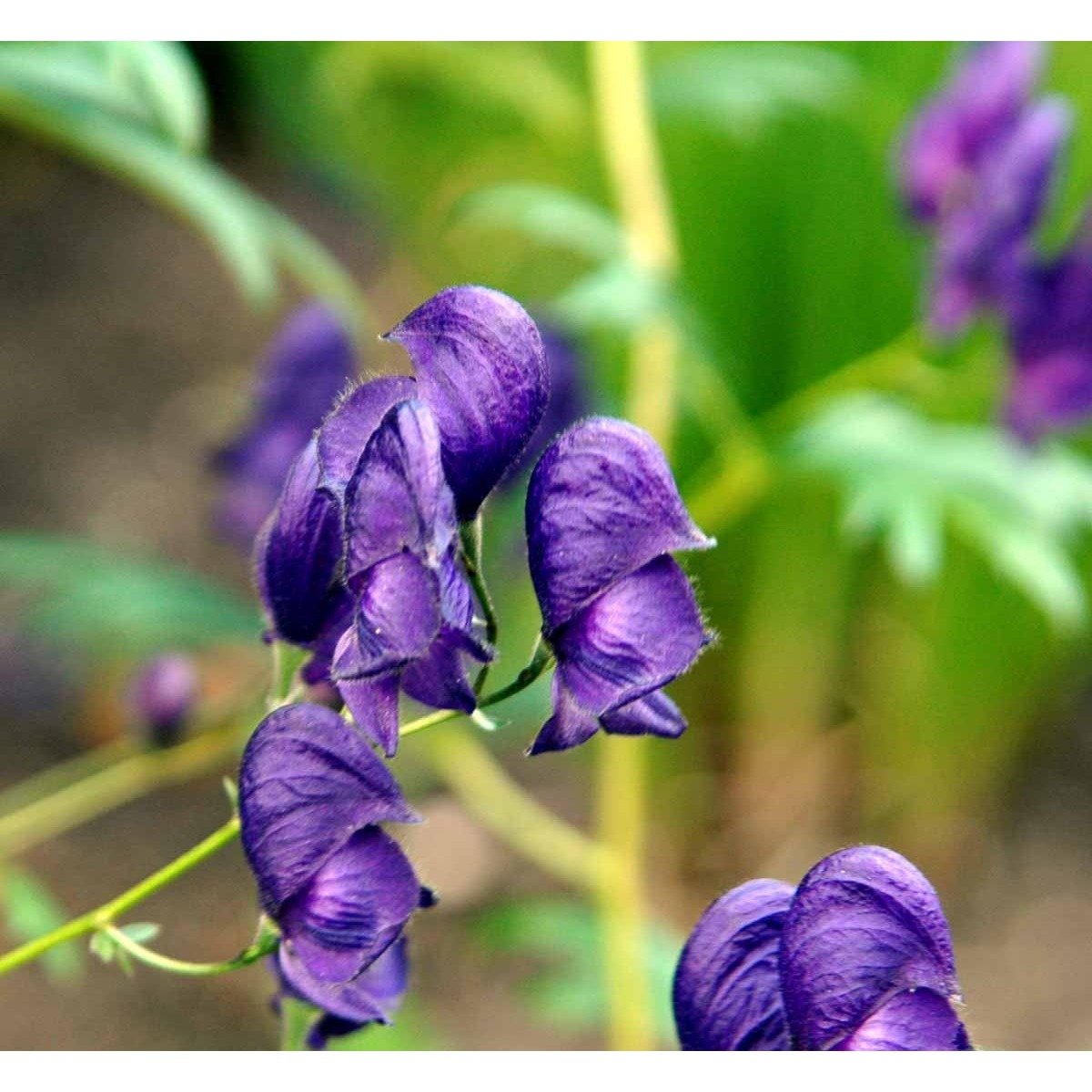 Stormhat 'Spark's Variety' - Potte 1 liter