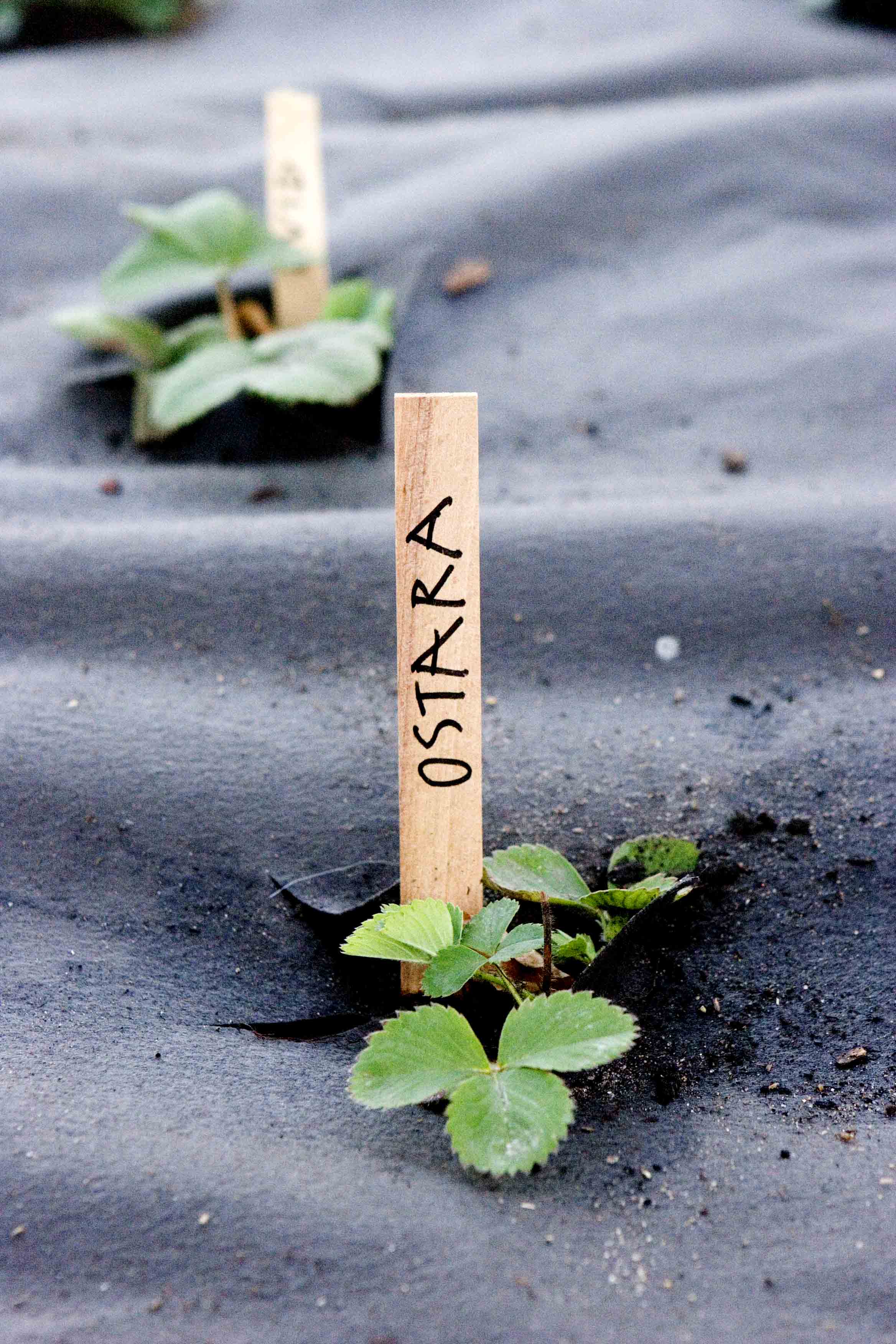 Biocovers biodug med jordbær