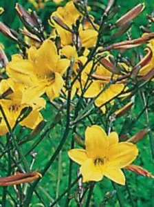 Daglilje 'Golden Chimes' - Potte 1 liter