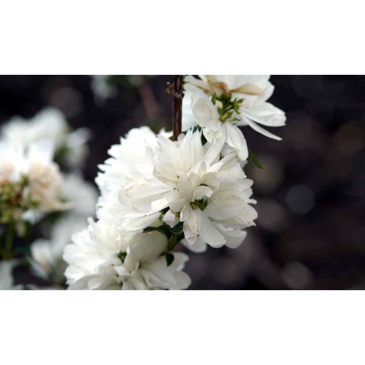 Uægte jasmin &apos;Snowbelle&apos;