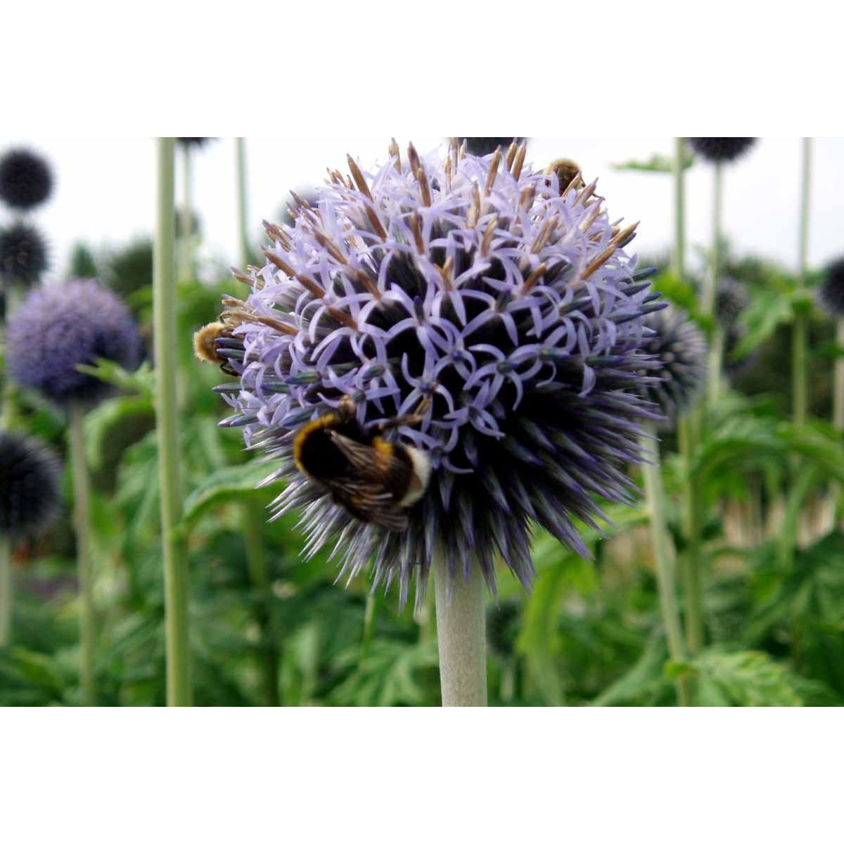 Tidselkugle 'Taplow Blue' - Potte 1 liter