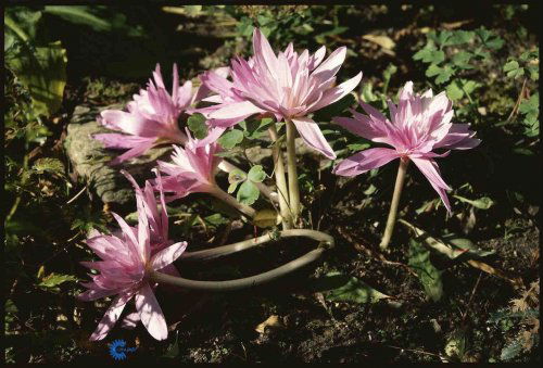 Colchicum autumnale major, Nøgen Jomfru, En spændende knoldvækst, 10-15 cm Om foråret står planten med store, skinnende grønne blade Blomstrer i efteråret med krokuslignende lilla eller hvide blomster på bladløse blomsterstængler Plantes på god veldrænet