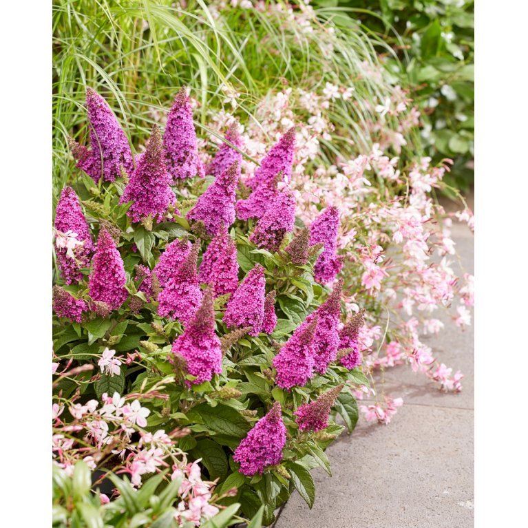 Sommerfuglebusk Butterfly Candy 'Little Cerise'