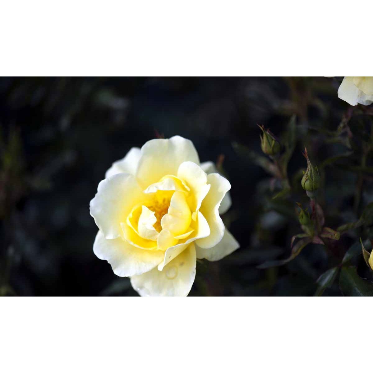 &apos;Sunburst Border&apos;®