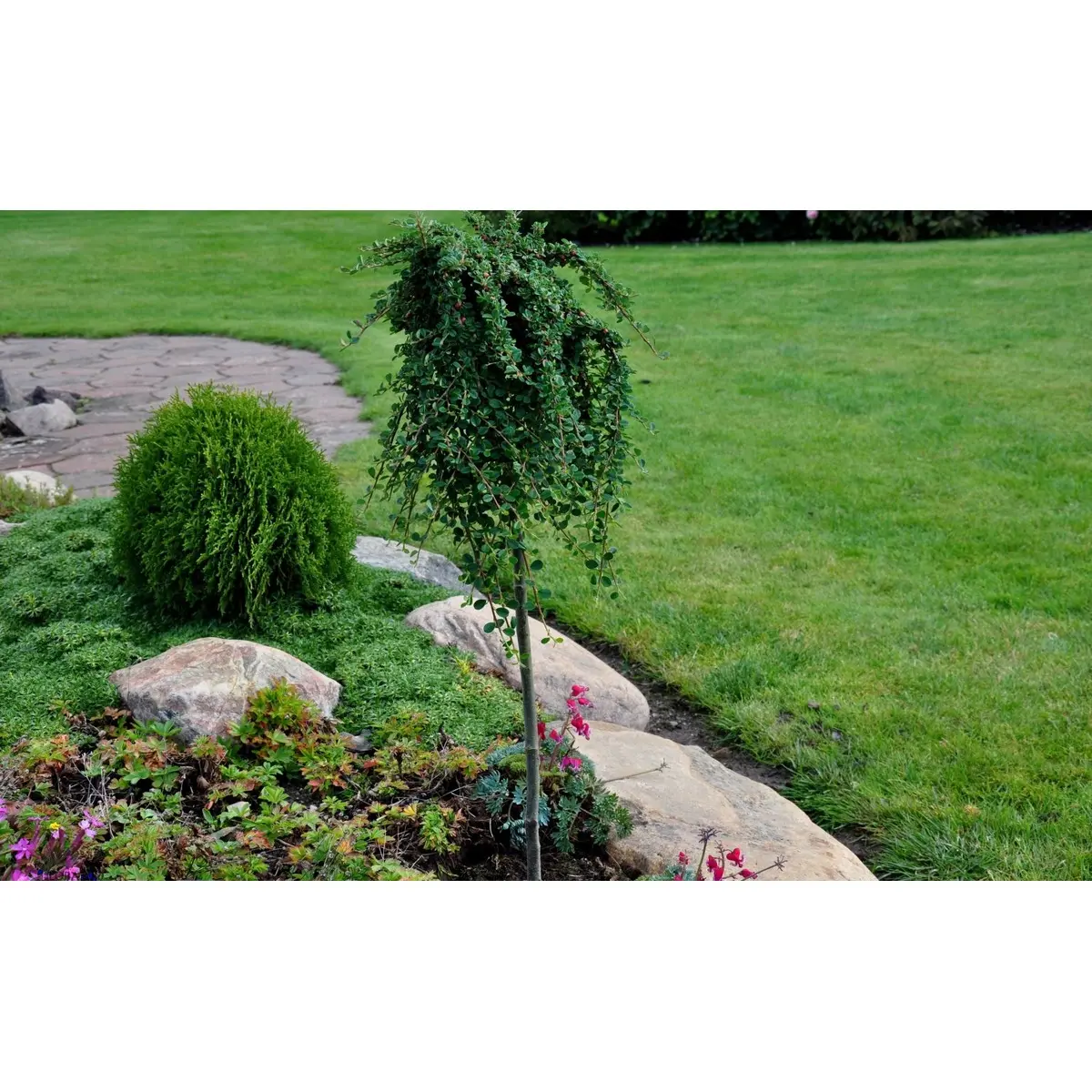 Dværgmispel &apos;Streibs Findling&apos;