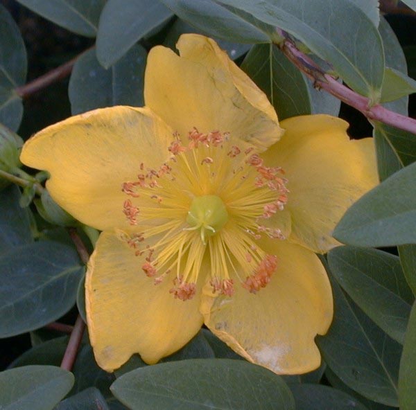 Hypericum dummeri Peter Dummer, Perikon Peter Dummer, Orangerøde efterårsløv. Efterfulgt af røde frugter.