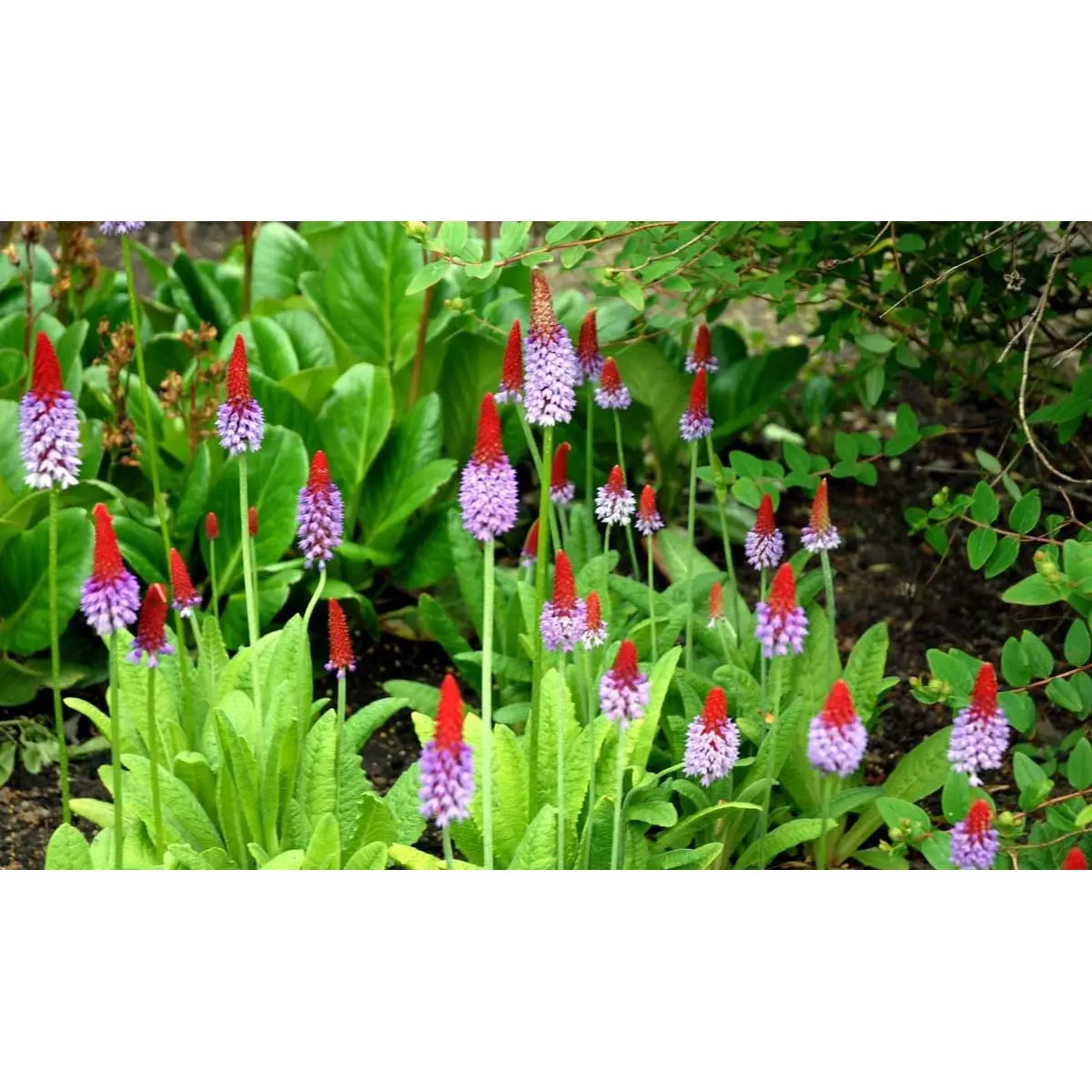 Hyacintprimula - Potte 1 liter
