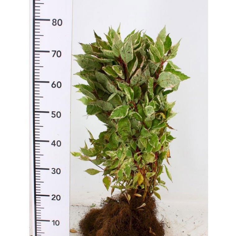 Hvidbroget kornel &apos;Elegantissima&apos;