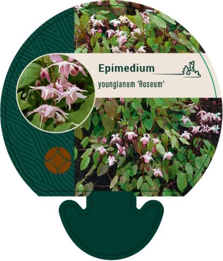 Bispehue 'Roseum' - Potte 0,8 Liter