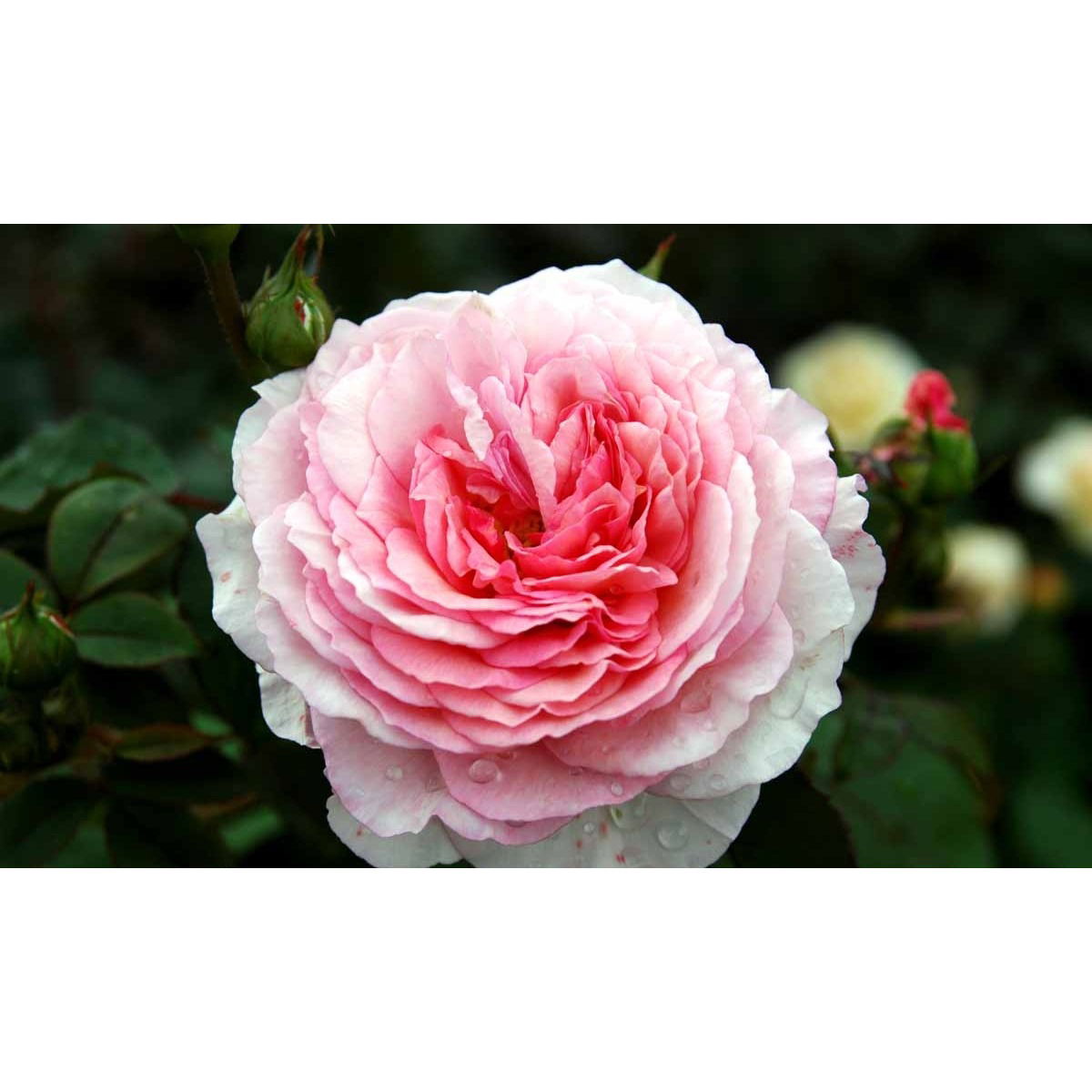 &apos;James Galway&apos;™