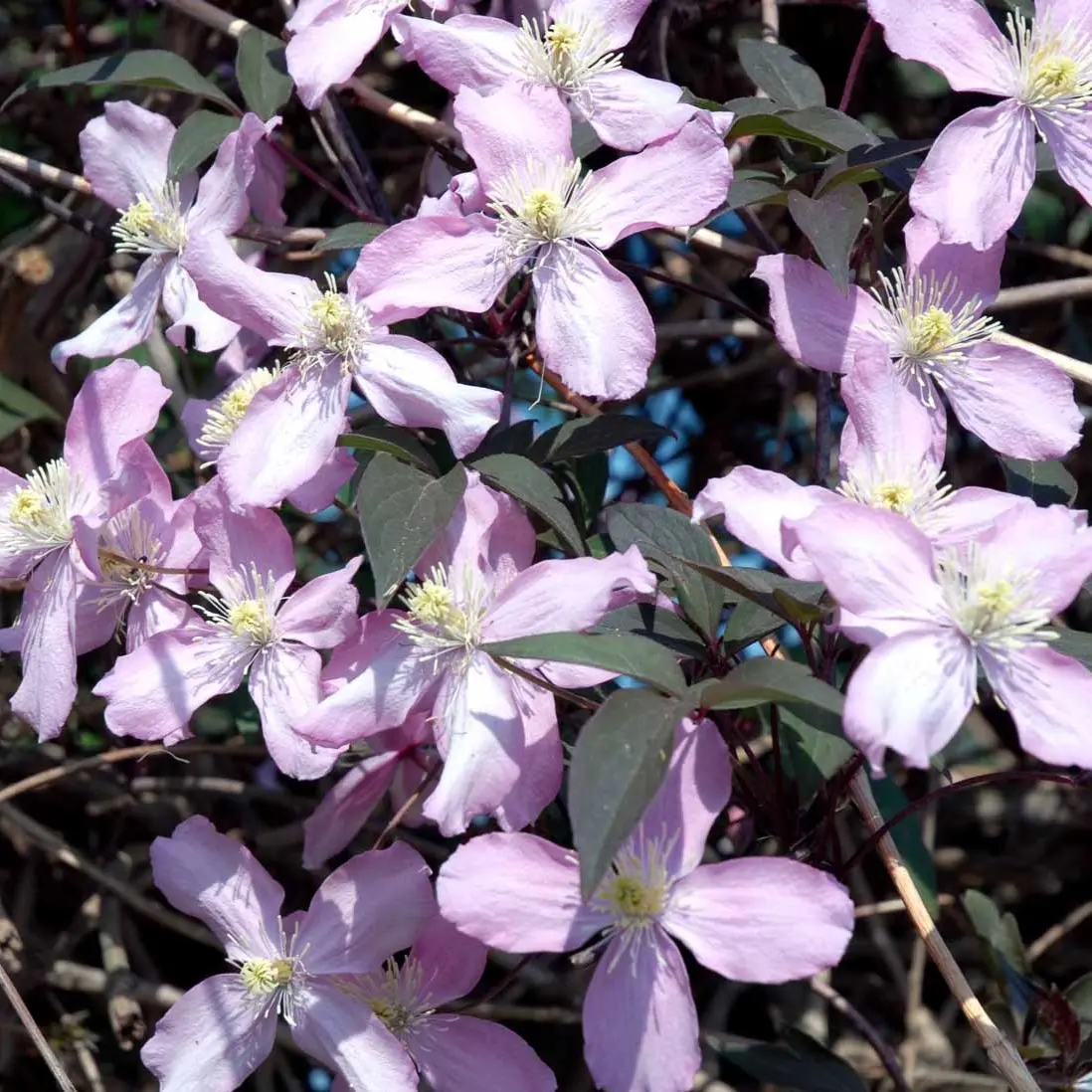 Bjerg-Skovranke Fragant Spring