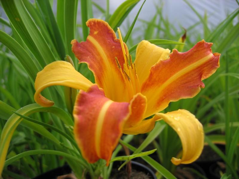 Hemerocallis Frans Hals, Daglilje Frans Hals, Lyskrav: sol halvskygge Farve: orange/lys brun Højde: 90 cm. Blomstringsmåned: 7-8 Antal pr. m2.: 5