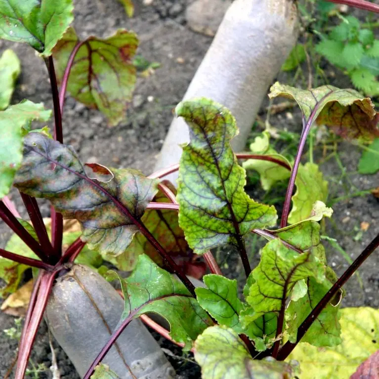 Aflang Rødbede 'Forono'