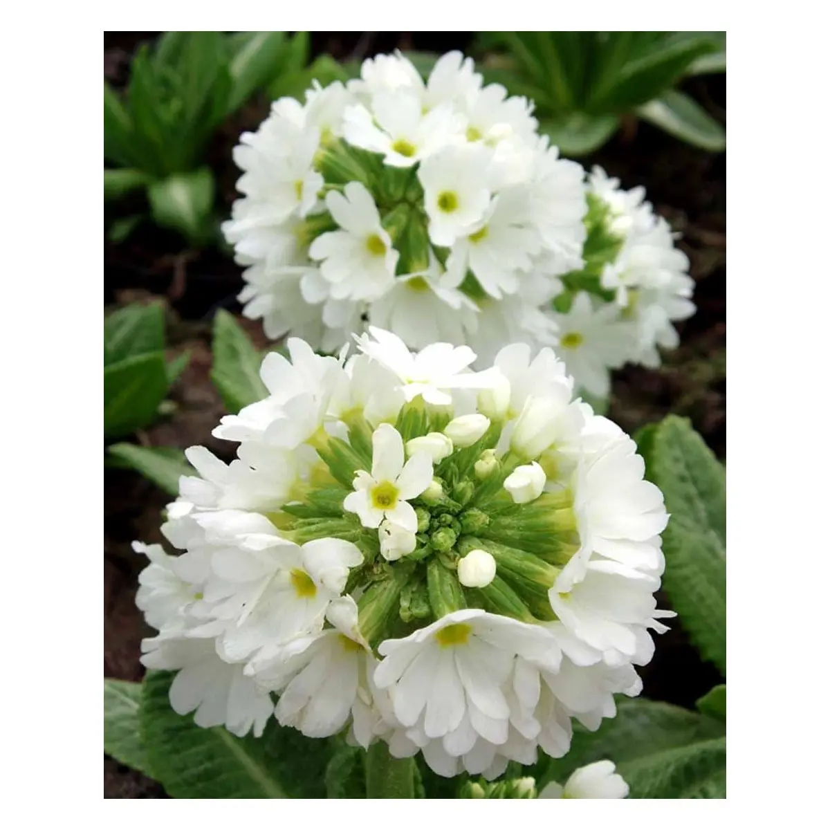 Kugleprimula d. 'Alba' - Potte 1 liter