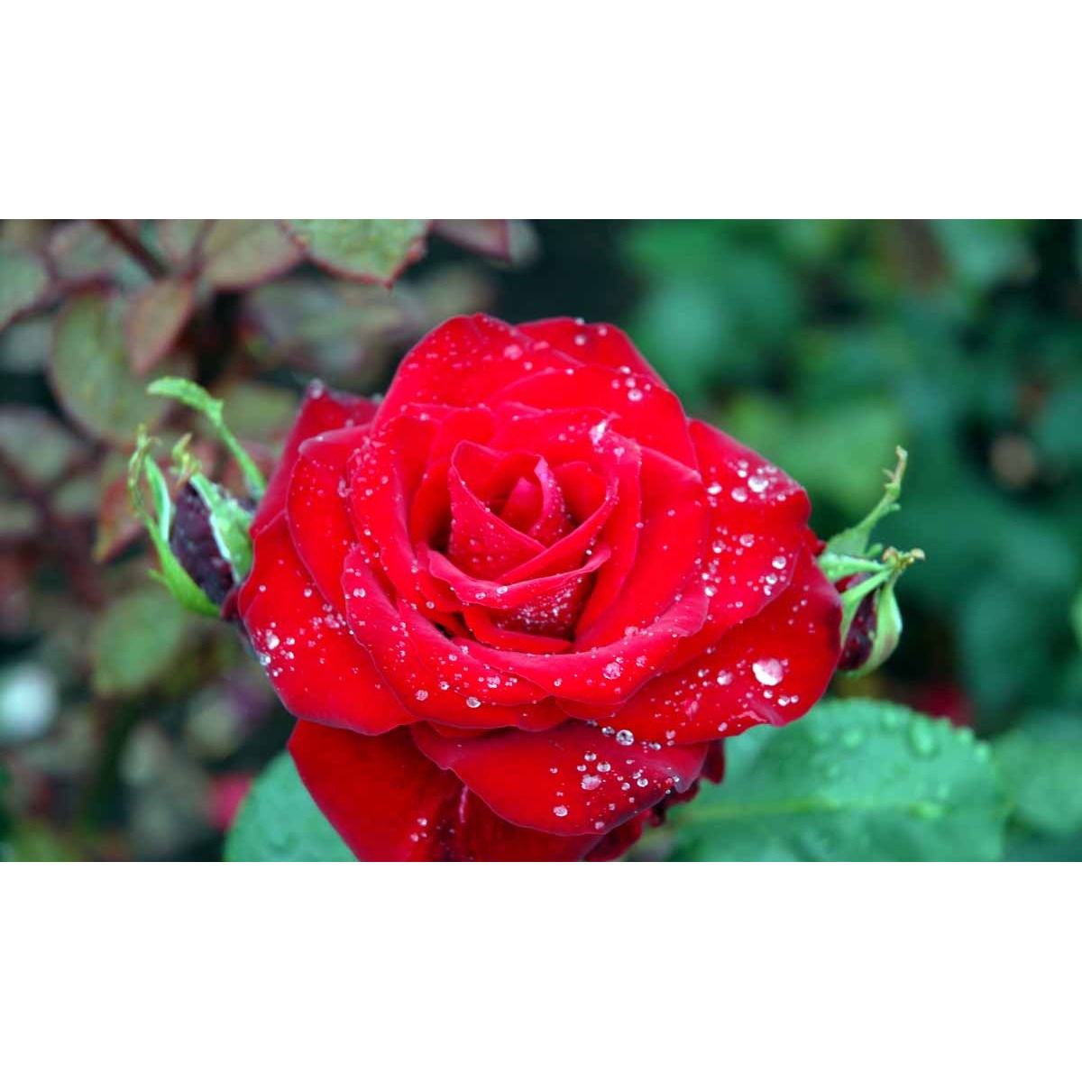 &apos;Courage&apos;™