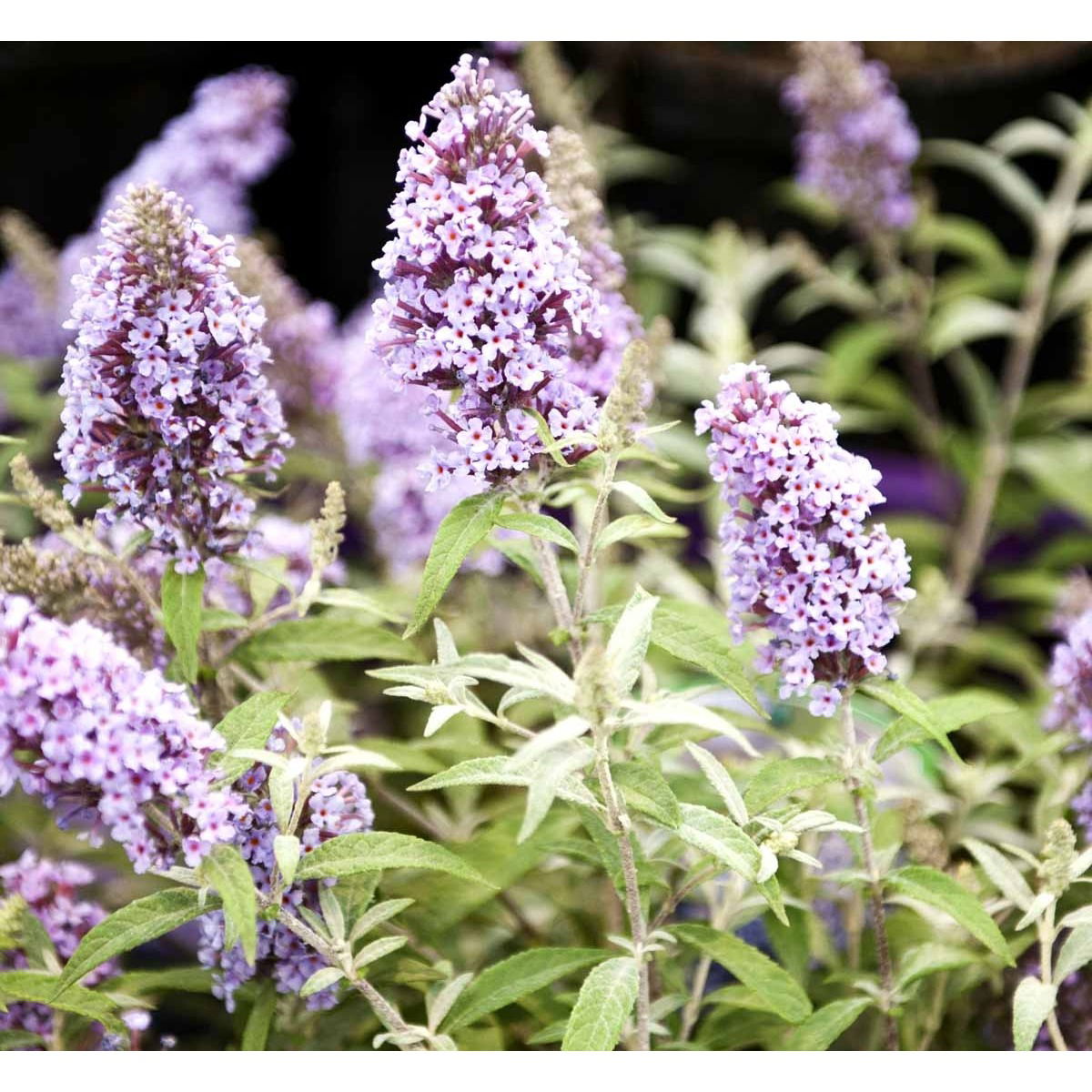 Sommerfuglebusk Buzz &apos;Sky Blue&apos;