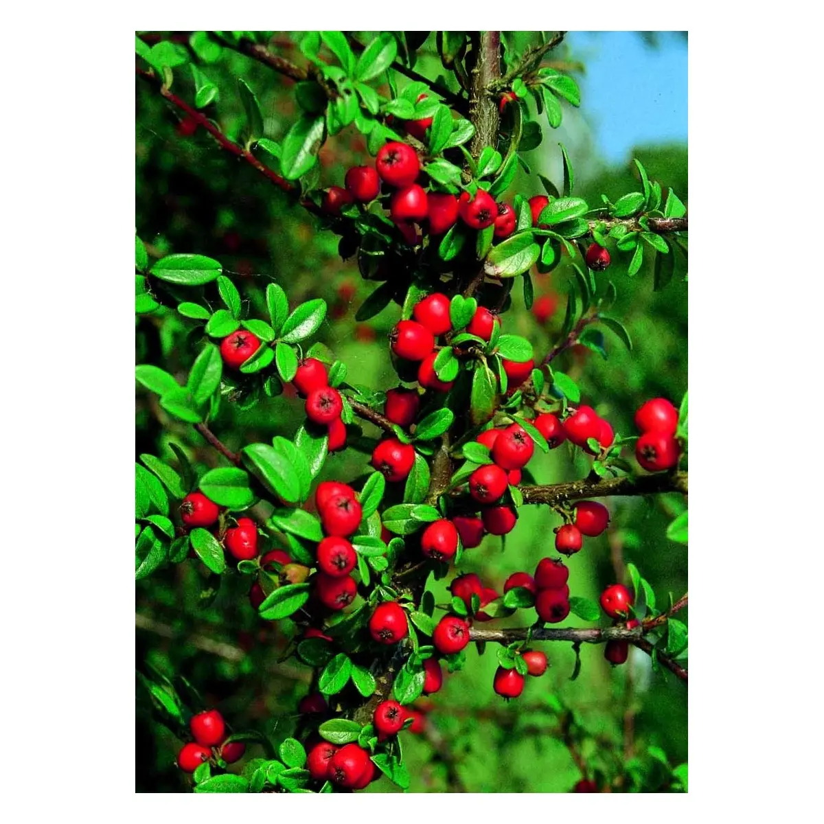 Dværgmispel &apos;Coral Beauty&apos;