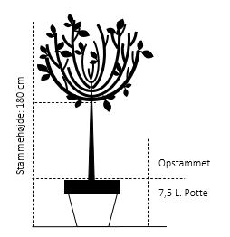 Rødbladet Paradisæble
