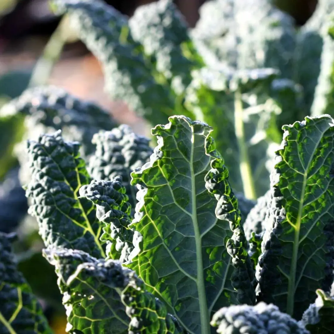 Palmekål Black Magic