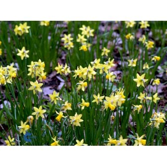 Botaniske Narcisser (påskeliljer) 'Tête À Tête'