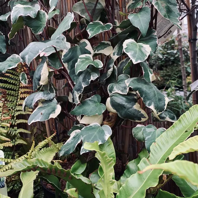 Algiersk Efeu &apos;Gloire de Marengo&apos;