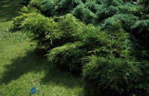 Kinesisk Enebær &apos;Gold Coast&apos;