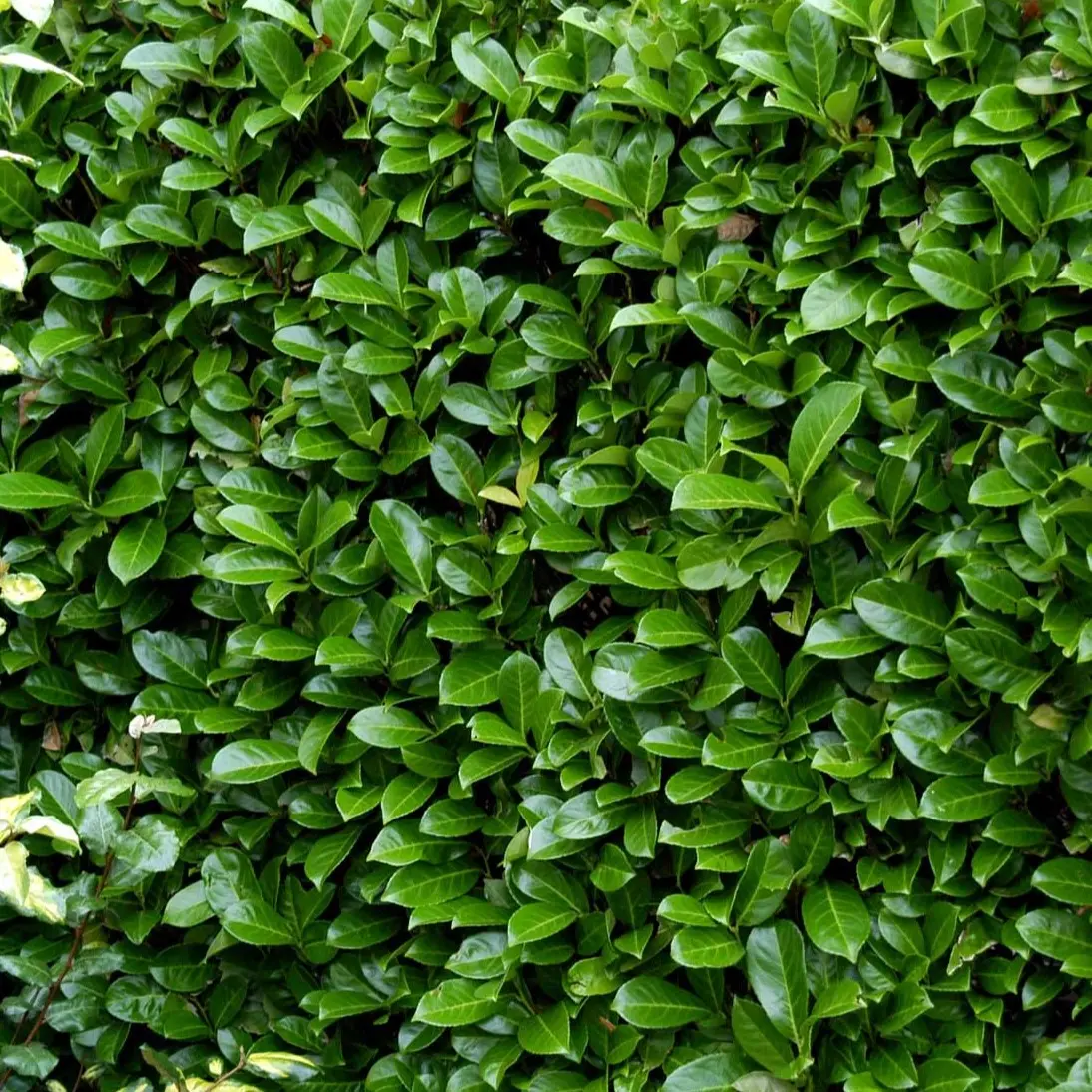 Hæk-Kirsebærlaurbær &apos;Rotundifolia&apos;