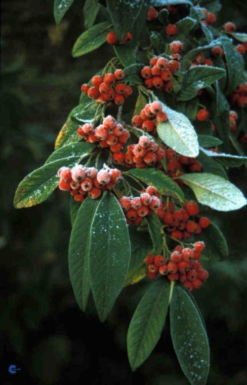 Cotoneaster frigidus Cornubia, Dværgmispel Cornubia, 2 - 4 m høj og bred stedsegrøn opret udbredt vækst, hvide blomster i små stande, mørkerøde bær juni sol - halvskygge solitært - gruppe, i busket, i bunddække m.m., fordringsløs men beskyttet