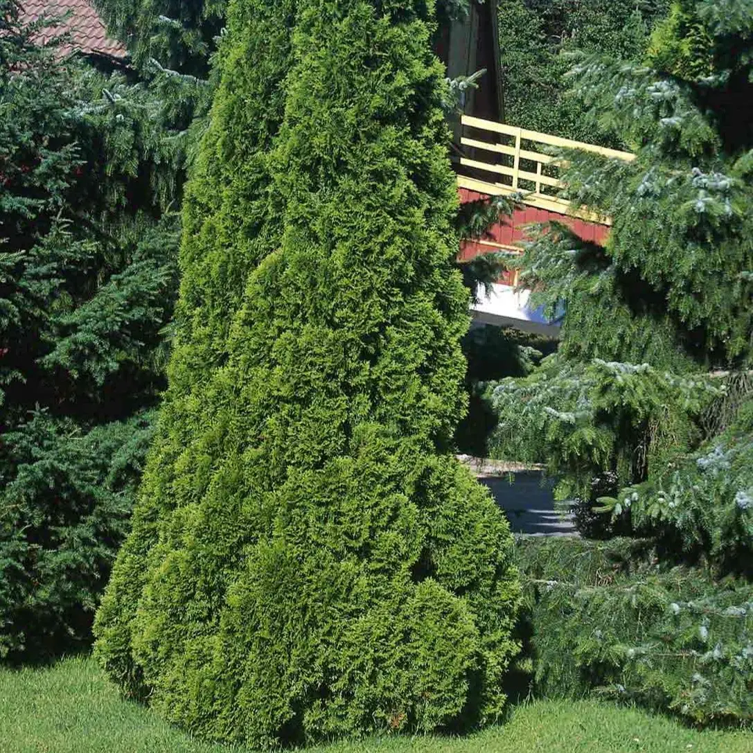 Hækthuja &apos;Smaragd&apos;
