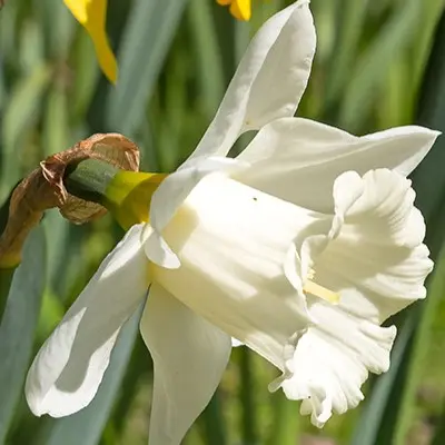 Påskelilje Mount Hood XXL
